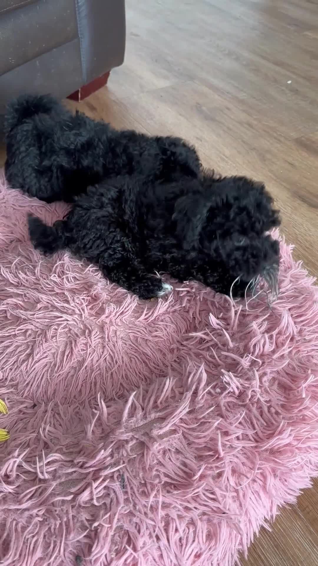 Toy Poodle dogs for sale: Stunning K.C. reg Toy Poodle Puppies - Video 2
