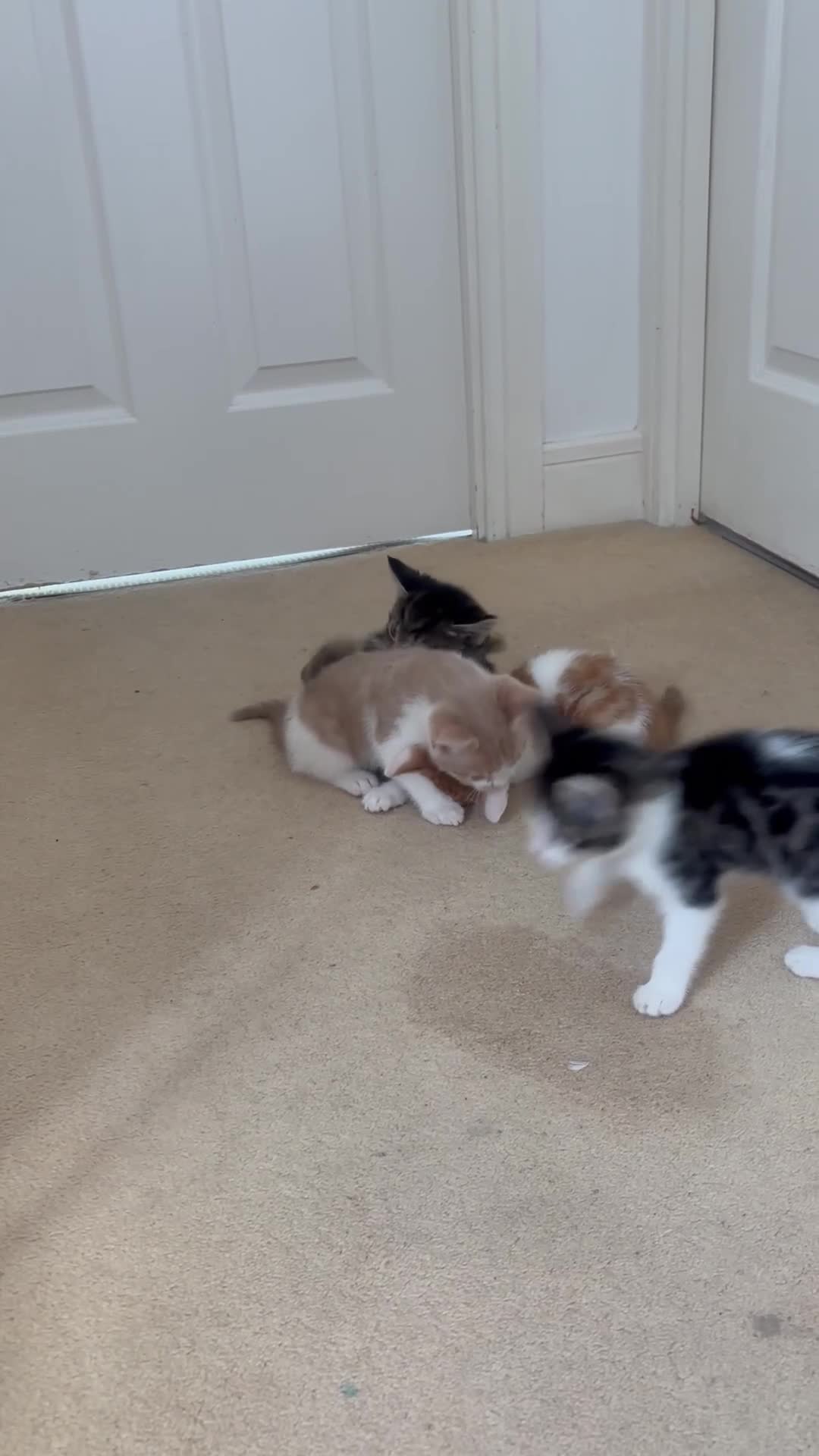 Mixed Breed cats for sale: Kittens for sale  - Video 1