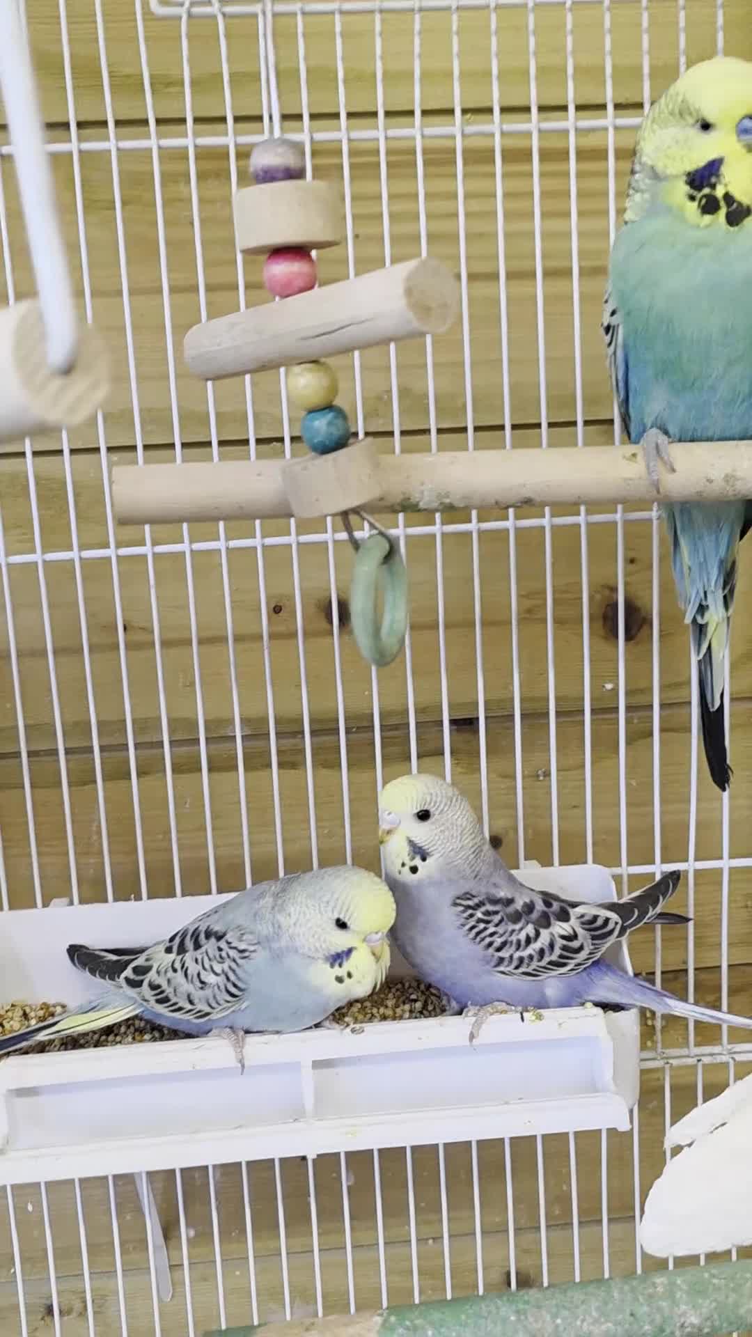 Budgerigars birds for sale: Beautiful Baby Budgies - Video 1