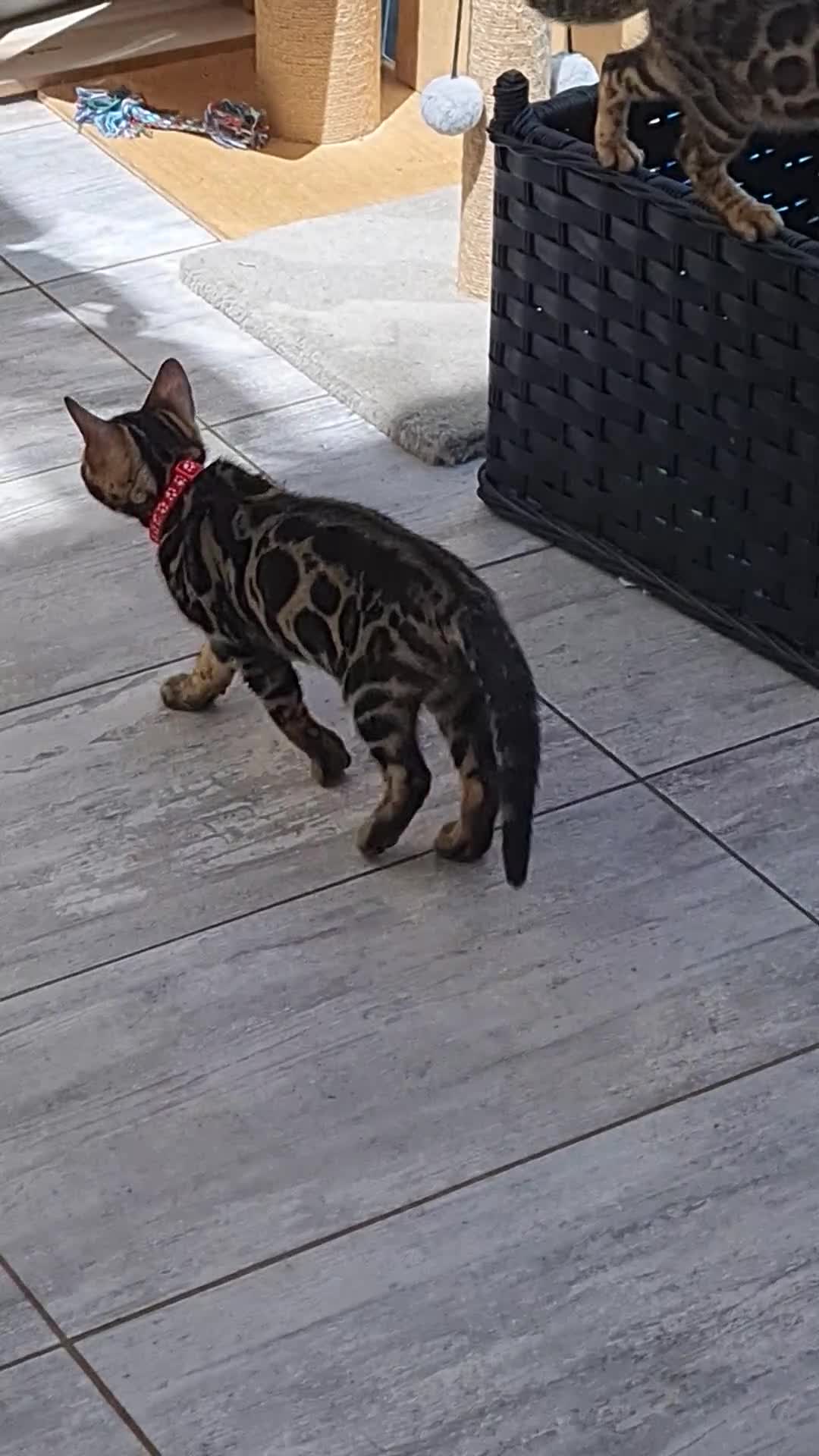 Bengal cats for sale: ❤️ Gorgeous Pure Bengal Babies! ❤️ - Video 3