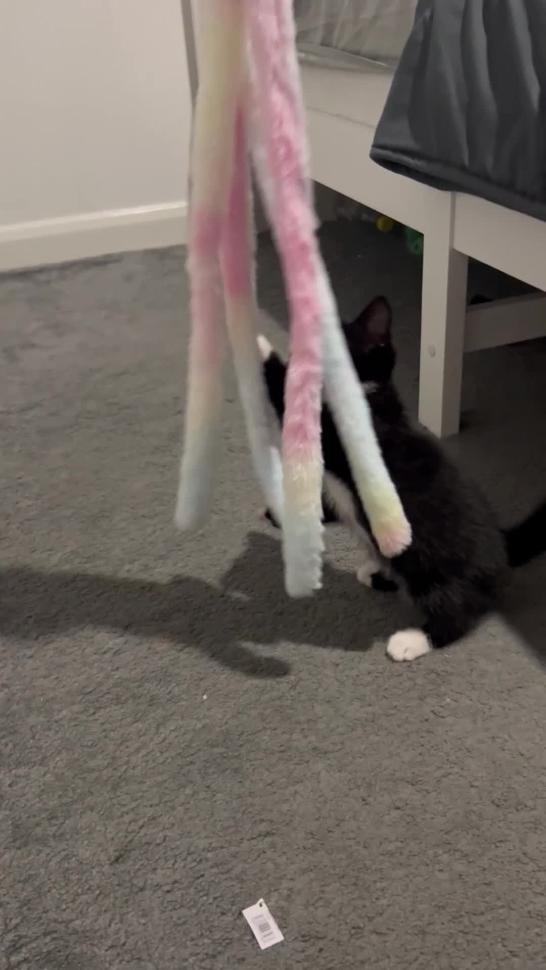 Domestic Shorthair cats for sale: Kitties to rehome with EVERYTHING INCLUDED  - Video 3