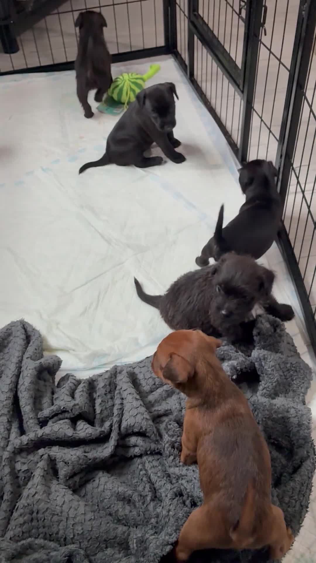 Mixed Breed dogs for sale: Patterdale Lakeland’s - Video 1