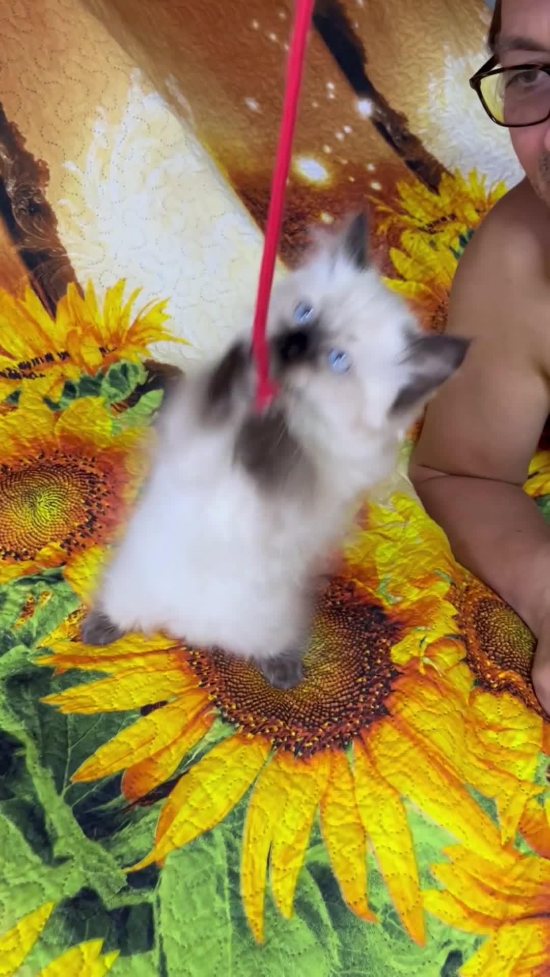 Ragdoll cats for sale: 🐈❤️5 Pure Ragdolls Waiting for Loving Family❗️❤️ - Video 5
