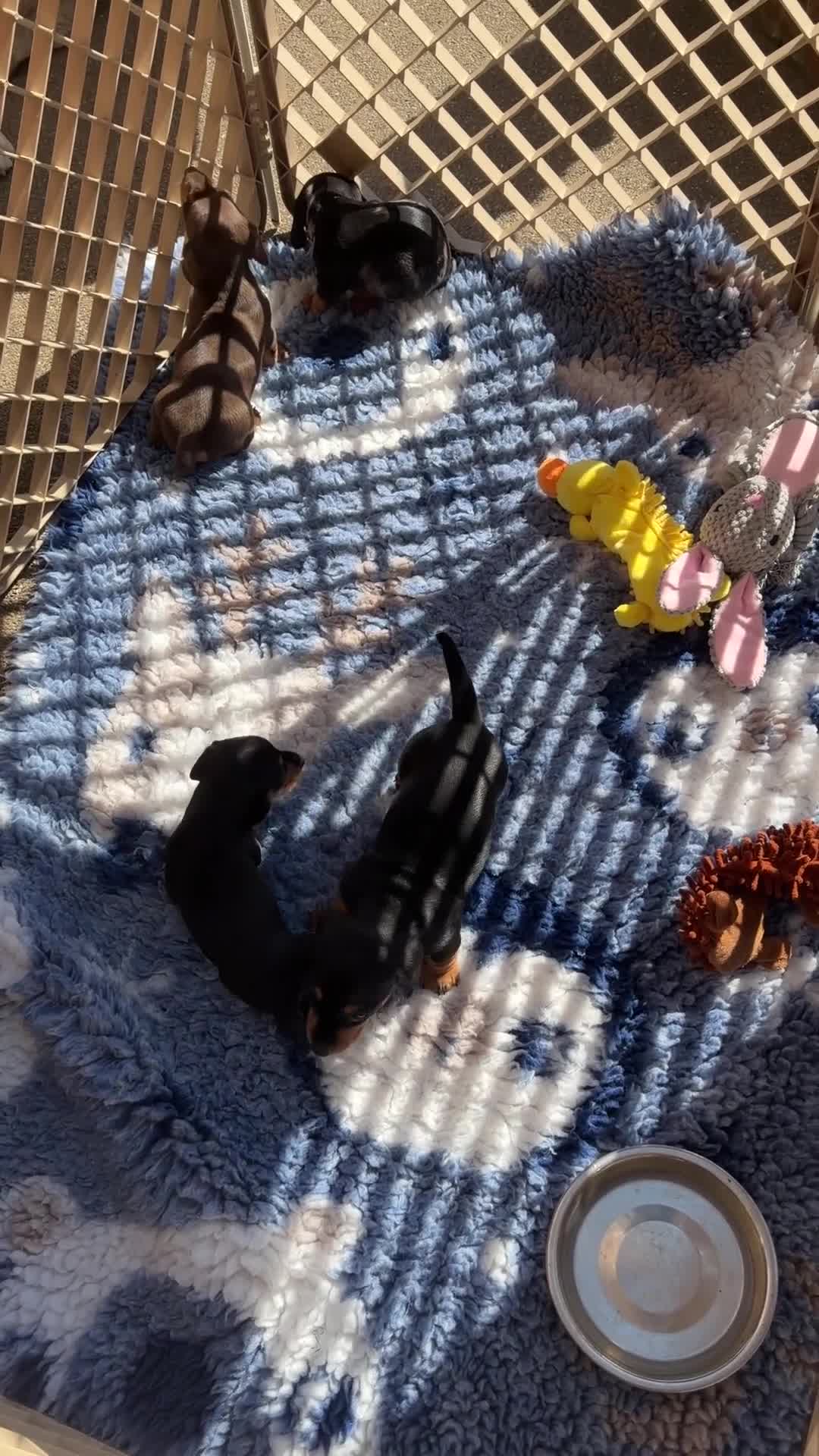 Miniature Dachshund dogs for sale: Licensed. Min smooth, kc/pra clear ready 25/5  - Video 5