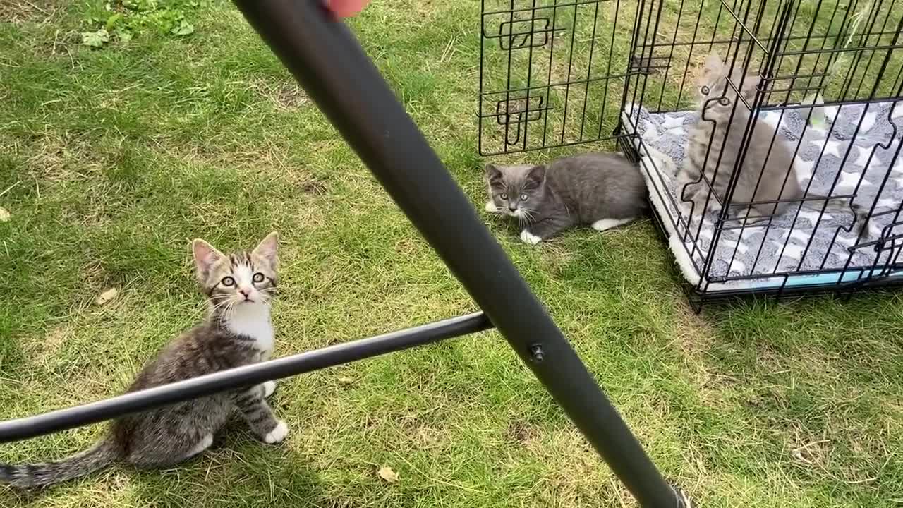 Bengal cats for sale: Three Bengal-Tabby Mix Kittens Ready for New Homes - Video 2
