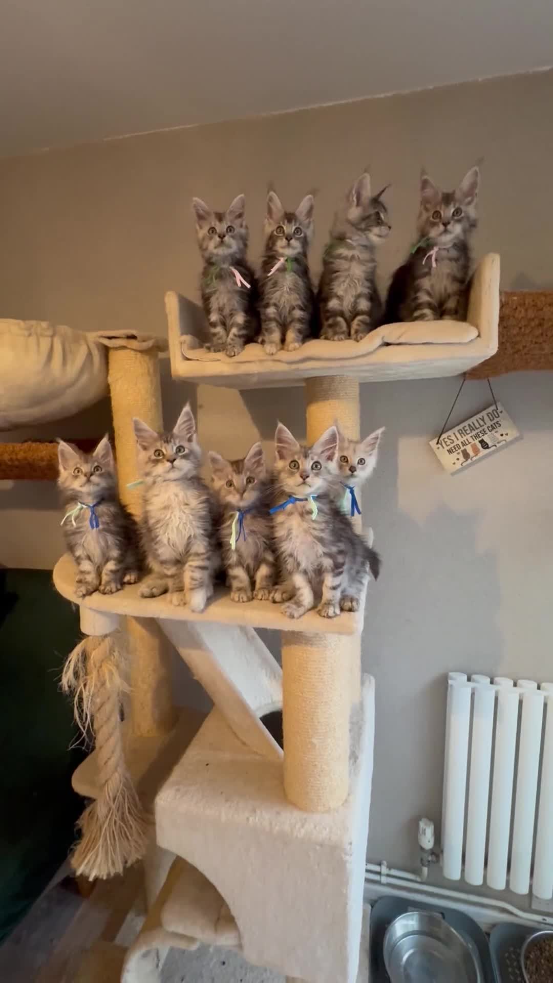 Maine Coon cats for sale: Stunning Maine Coon kittens  - Video 2
