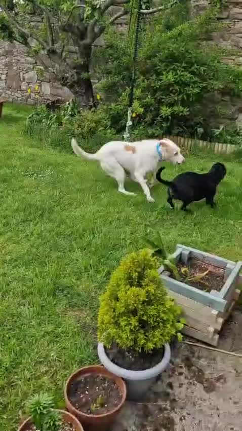 Ibizan Hound dogs for adoption: Vivian - gentle, sweet Podenco in Ayr - Video 3