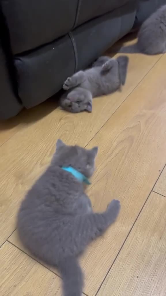 British Shorthair cats for sale: Pedigree british shorthair kitten - Video 3