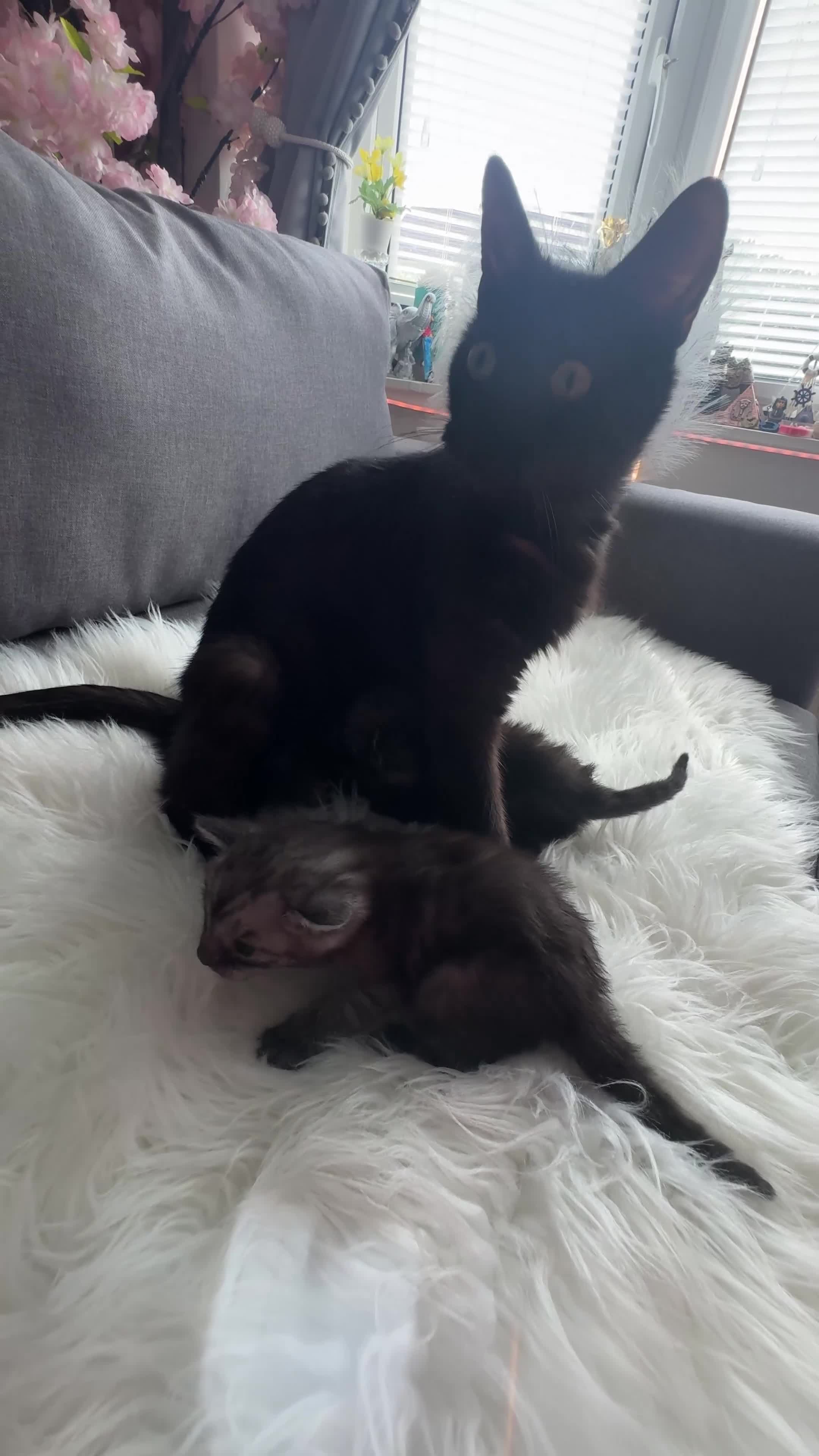 Egyptian Mau cats for sale: TICA Reg.Exceptional SILVER SMOKE EgyptianMAUxBeng - Video 3