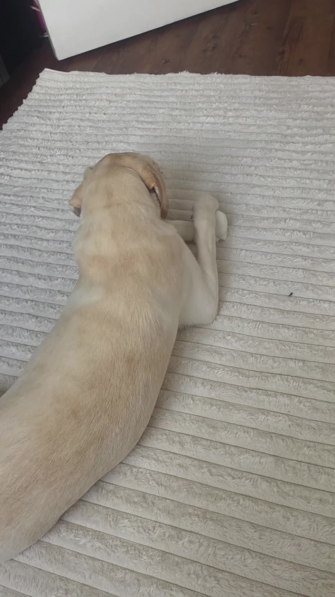 Labrador Retriever dogs for sale: Nyla  - Video 1