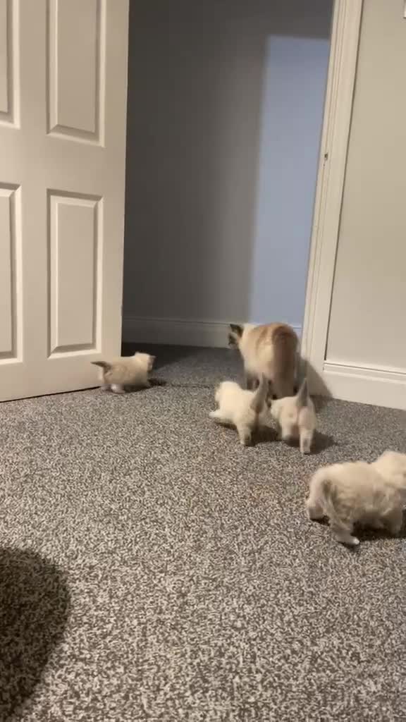 Ragdoll cats for sale: 🌟 🐱 4 Gorgeous Ragdoll Blue Point Kittens 🌟  - Video 1