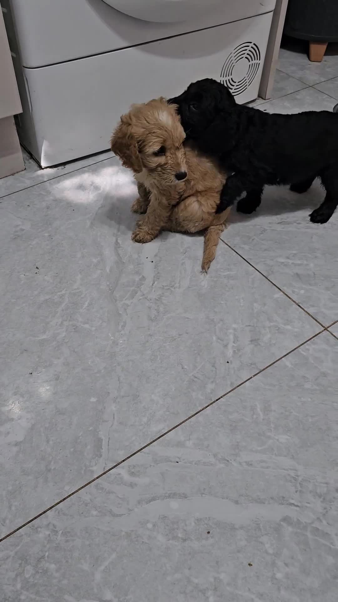Cockapoo dogs for sale: Cockapoos for sale  - Video 1