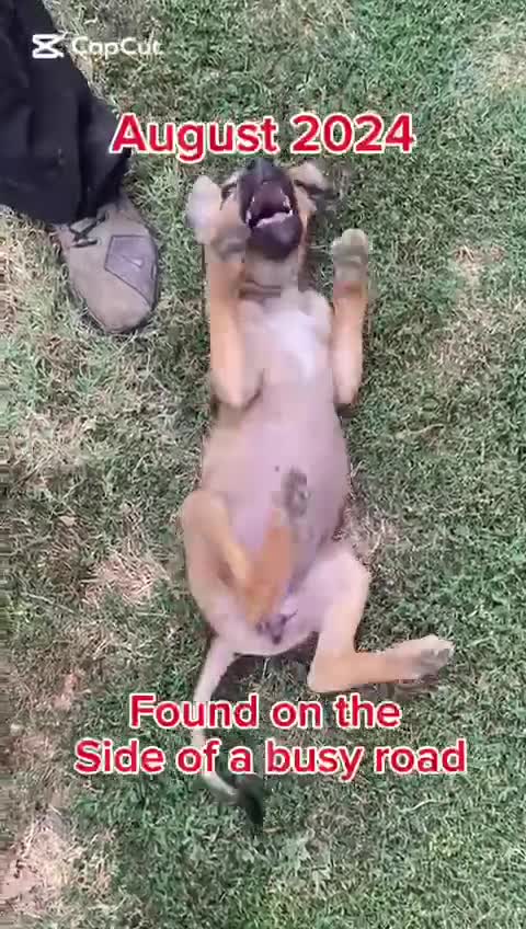 Mixed Breed dogs for adoption: Katie, 1.5 yrs approx. Available for adoption. - Video 1