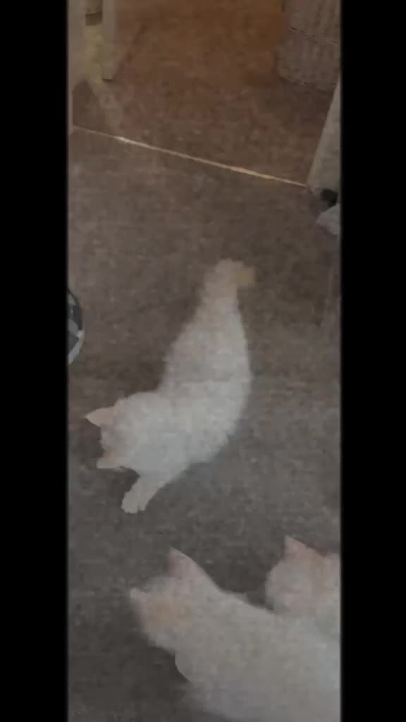 Ragdoll cats for sale: Ragdolls ready for new homes  - Video 1