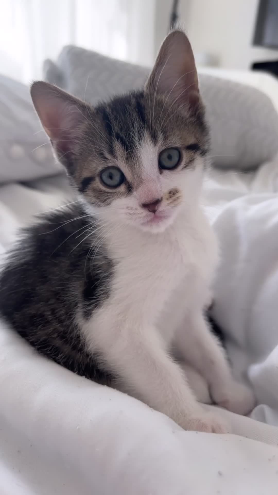 Mixed Breed cats for sale: Female kitten  - Video 2
