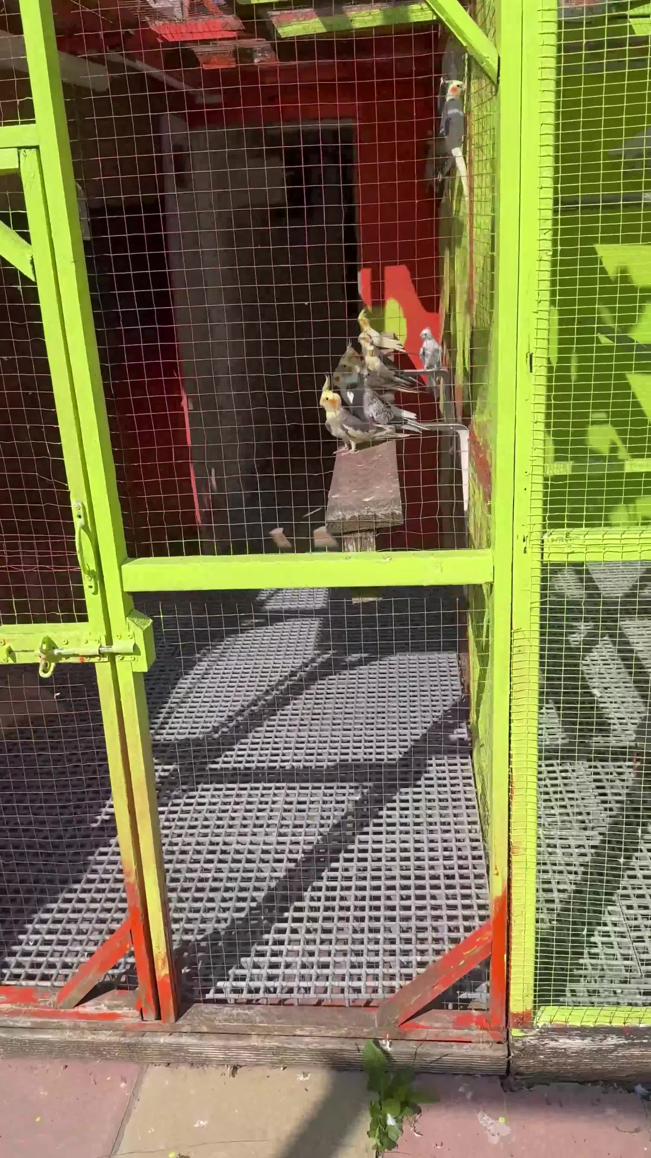 Cockatiels birds for sale: Cockatiel Aviary for sale  - Video 2