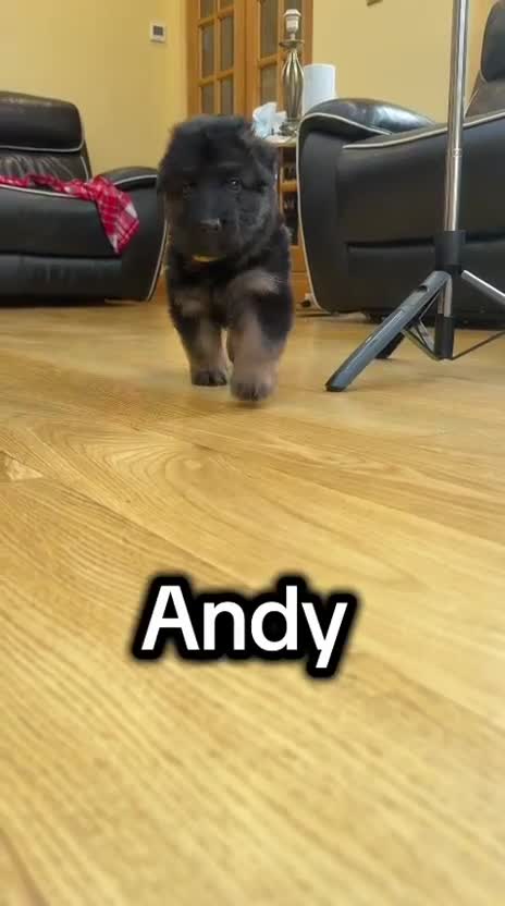 German Shepherd dogs for sale: Be my  **   - Video 1