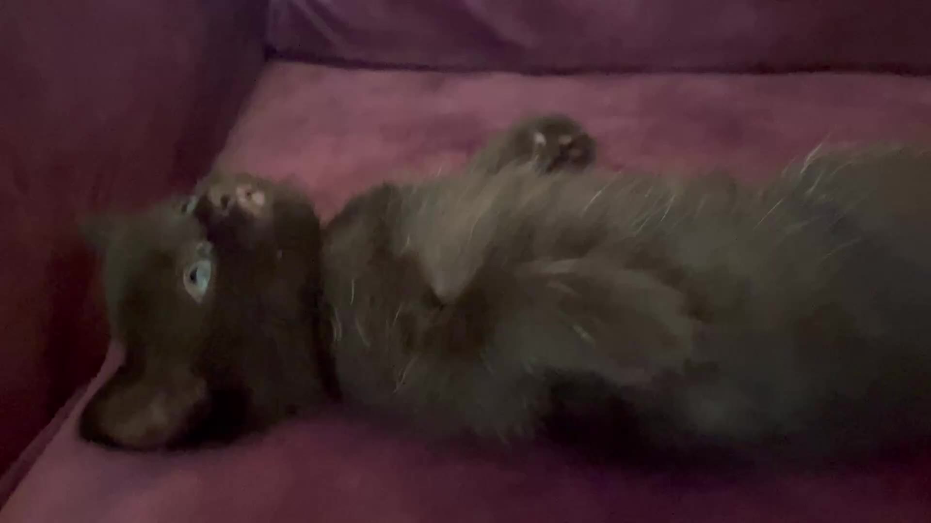 Mixed Breed cats for sale: Ragdoll mix beautiful black babies - Video 3