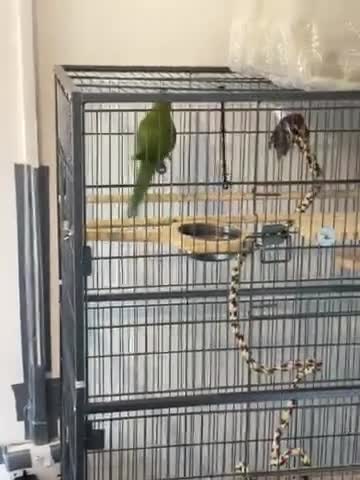 Ringnecks birds for sale: Green Indian ring neck  - Video 1