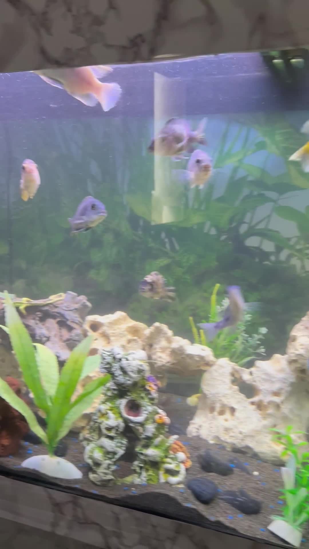 Cichlids fish for sale: Cichlids for sale - Video 1