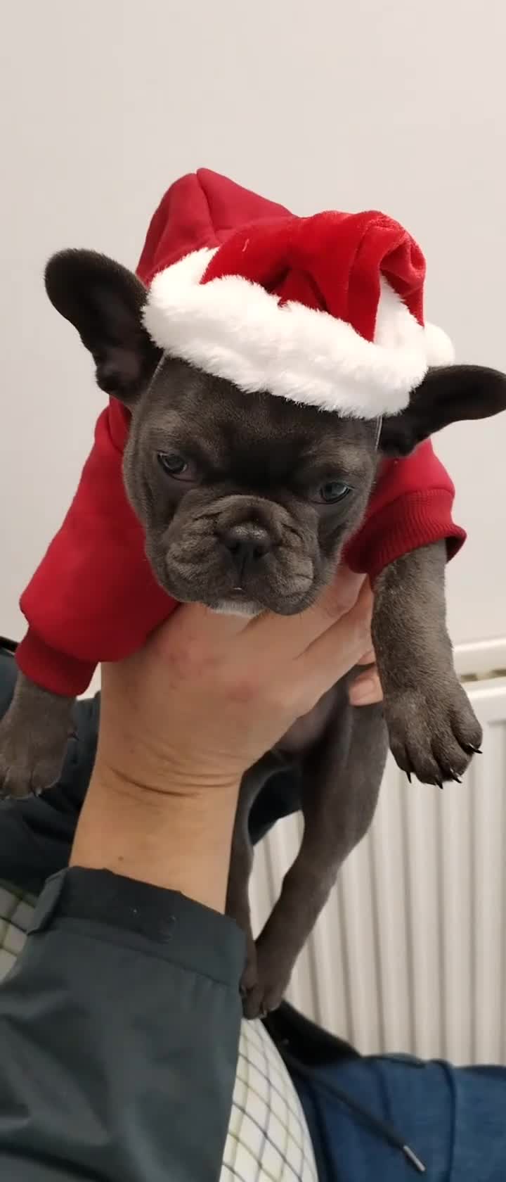 French Bulldog dogs for sale: French bulldog female blue colour - Video 2