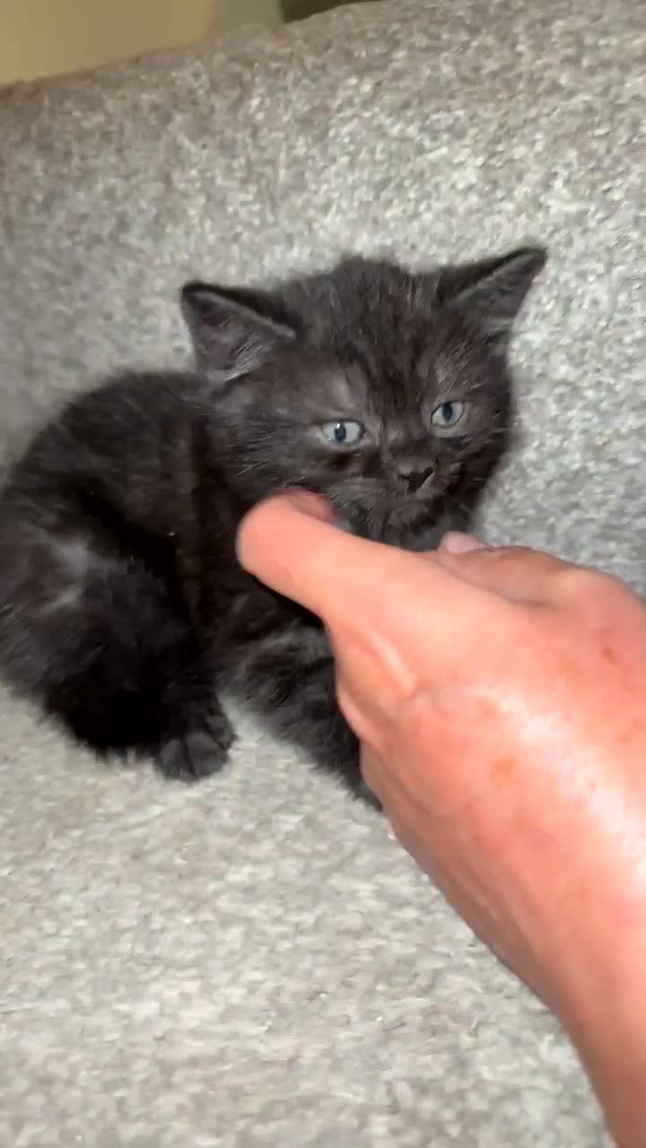 Mixed Breed cats for sale: Kitten  - Video 1
