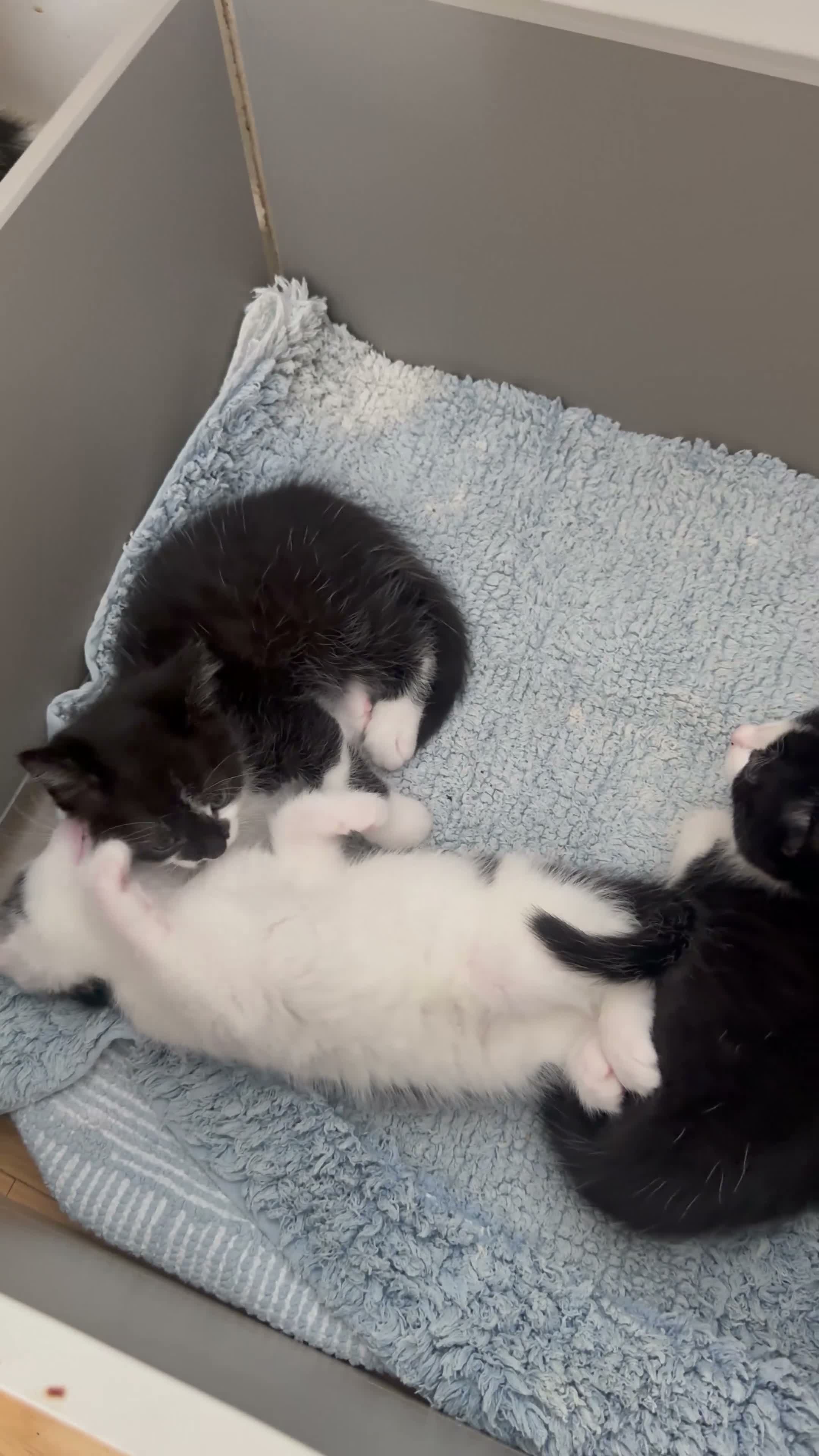 British Shorthair cats for sale: Adorable Black & White Kittens - Video 2