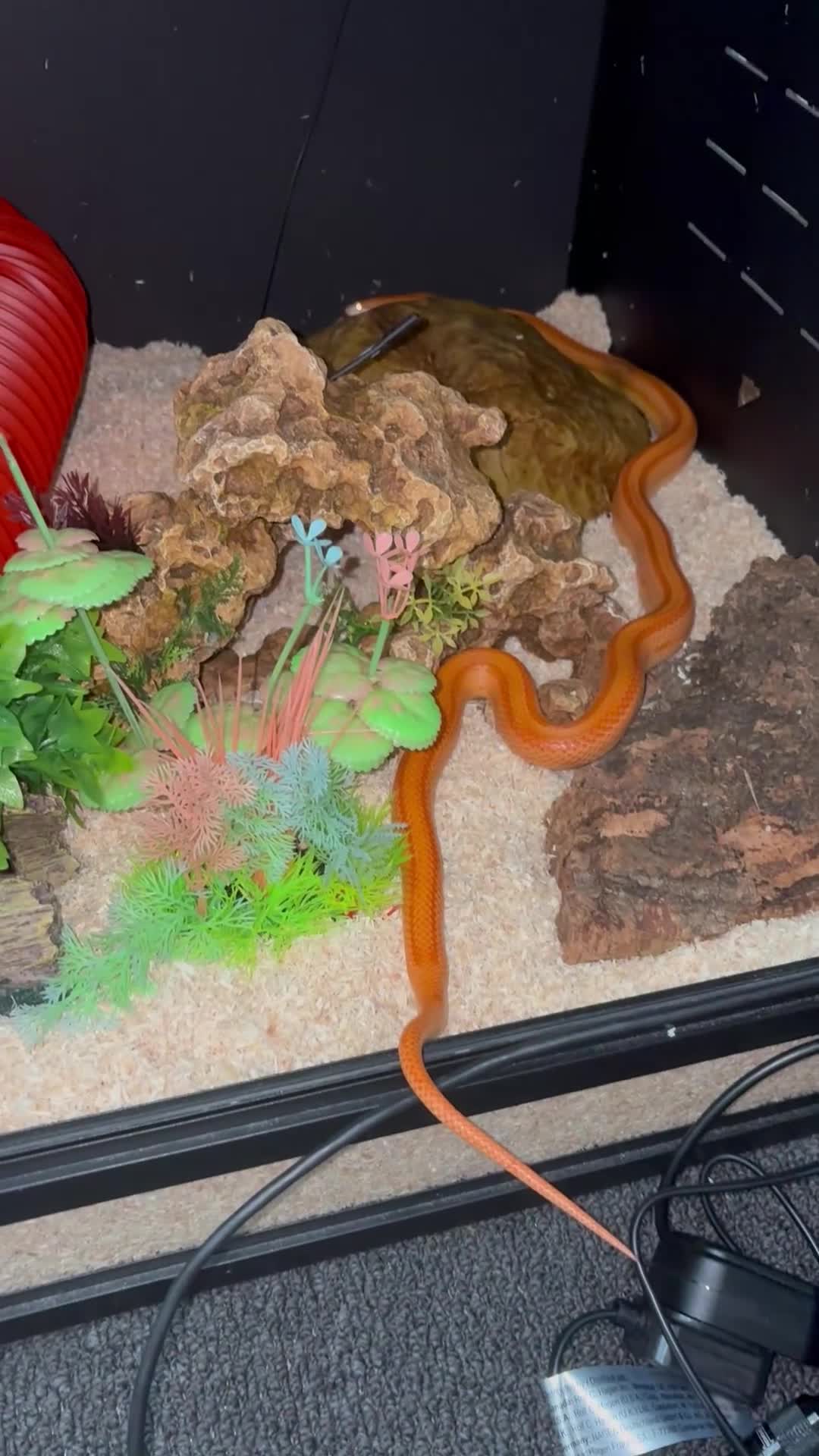 Corn Snake reptiles for sale: Fire Stripe Cornsnake - Video 1