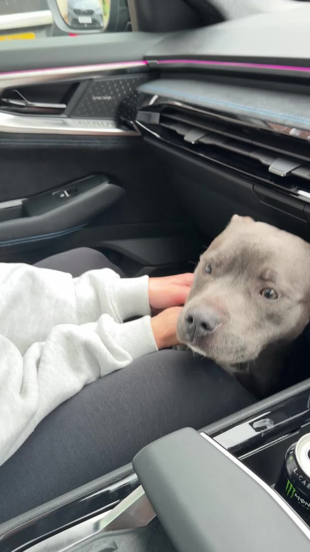 Staffordshire Bull Terrier dogs for sale: Blue Staffordshire bull terrier - Video 1