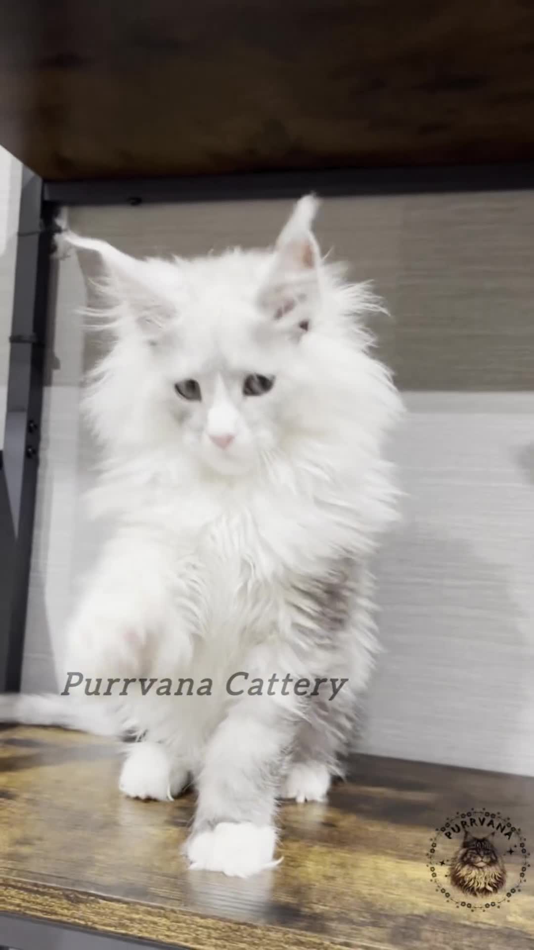 Maine Coon cats for sale: TICA registration Stunning Maine coon kittens - Video 1