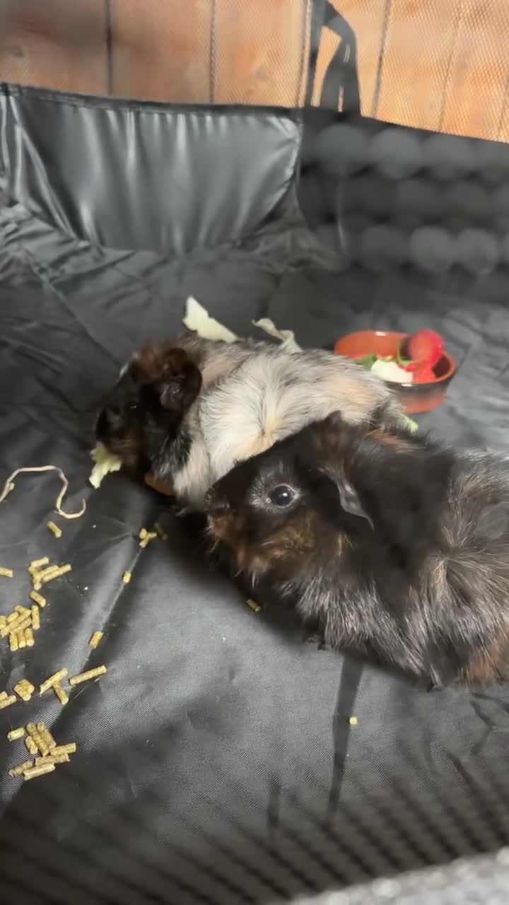Guinea Pig rodents for sale: 2 male guinea pigs  - Video 2