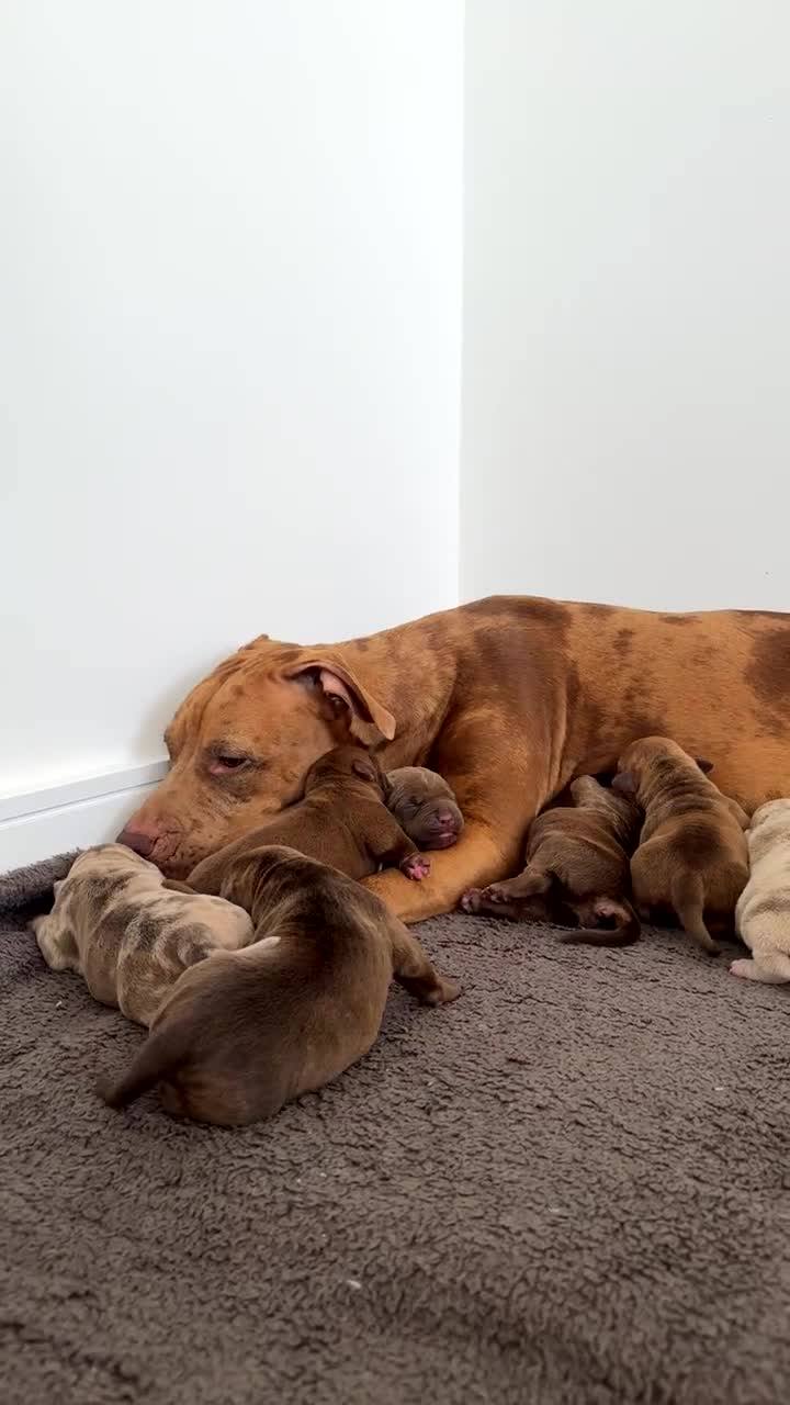 Mixed Breed dogs for sale: Cane cross x staffy x American bulldog - Video 1