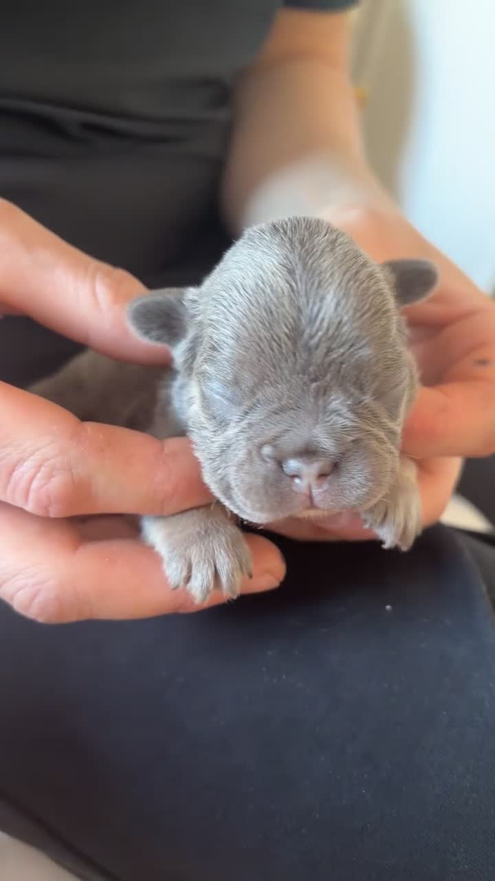 French Bulldog dogs for sale: Family raised French Bulldog puppies - Video 2