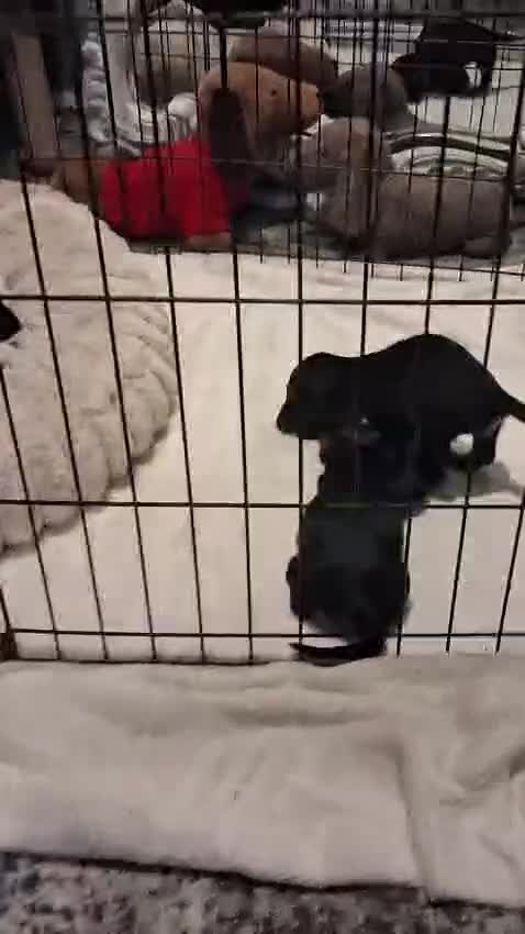 Dachshund dogs for sale: 3 dachshund puppies  - Video 5