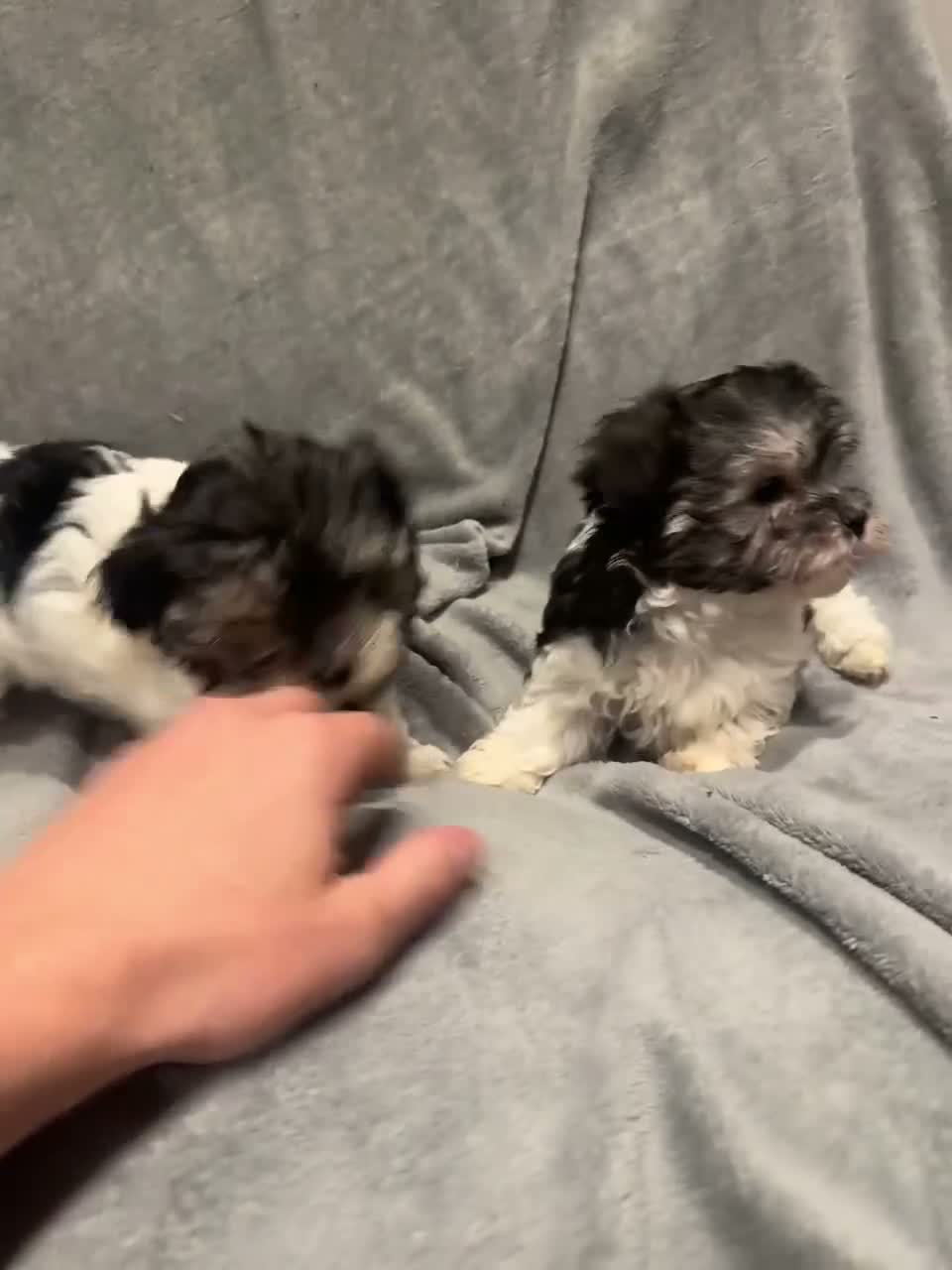 Maltipoo dogs for sale:  Small Maltipoo  - Video 2
