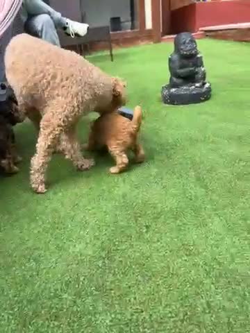 Cockapoo dogs for sale: F1 cockapoo only one boy available  - Video 2