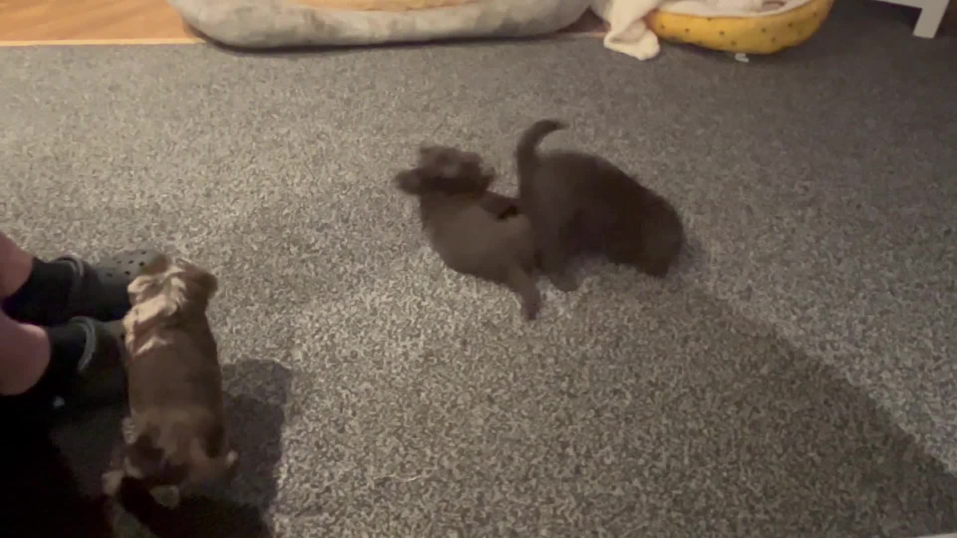 Labradoodle dogs for sale: * READY* MiniF1B Labradoodle - Video 1