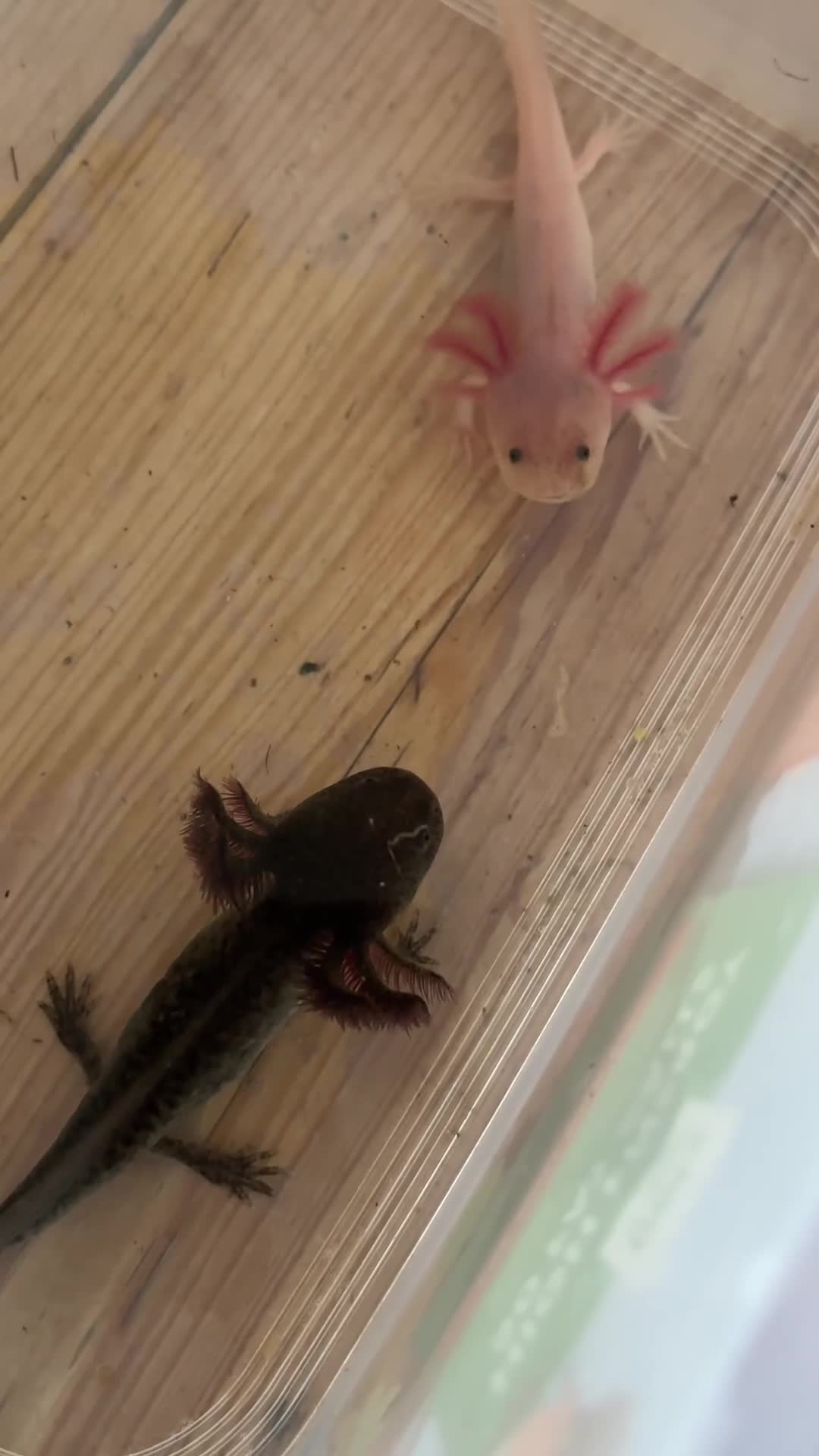 Axolotl reptiles for sale: *** 3 LEFT! *** Baby axolotl for sale  - Video 1