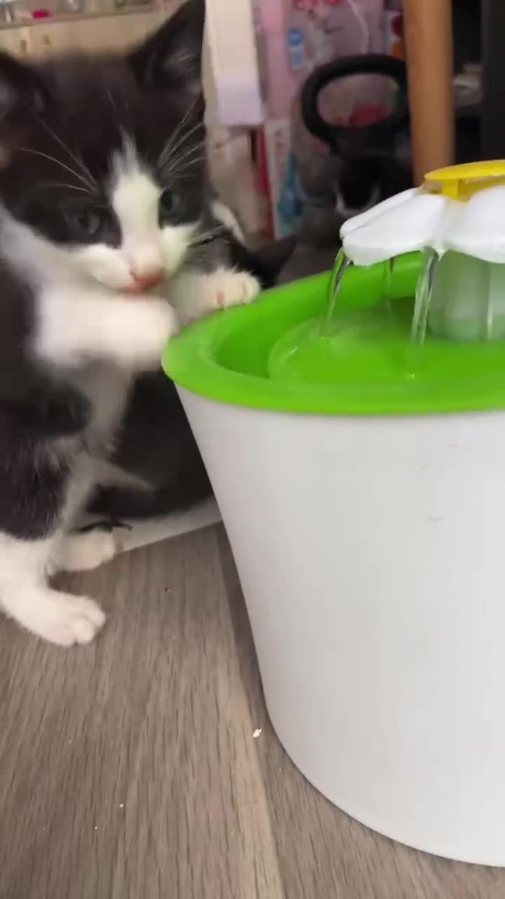 Mixed Breed cats for sale: Cute and playful kittens looking for a new home - Video 5