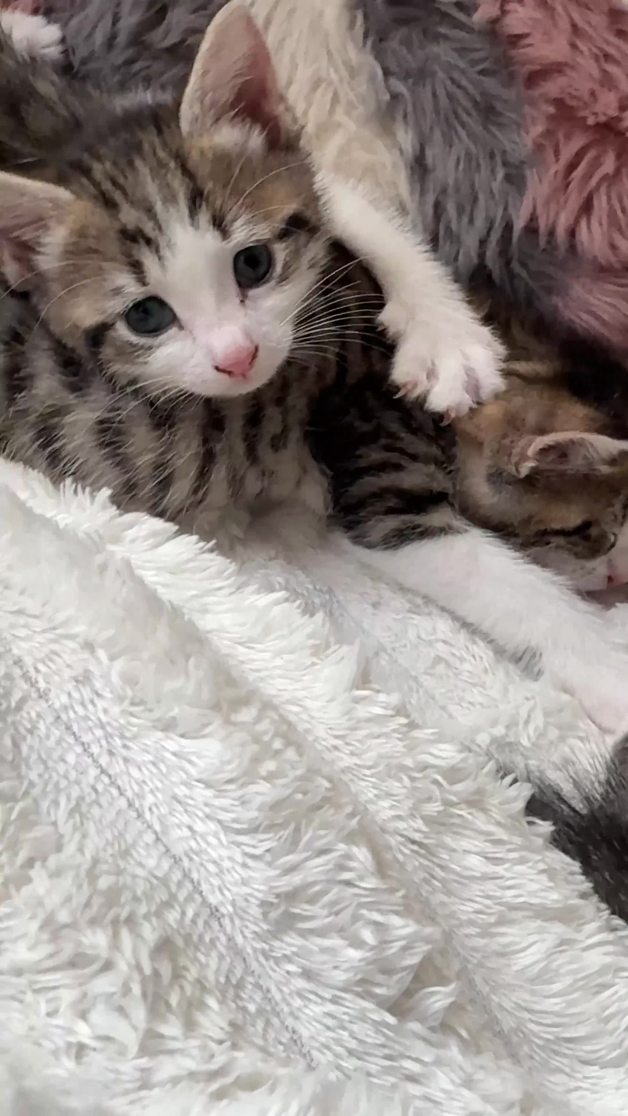 Domestic Shorthair cats for sale: 7 Bundles of fur 🤍🐾 - Video 1