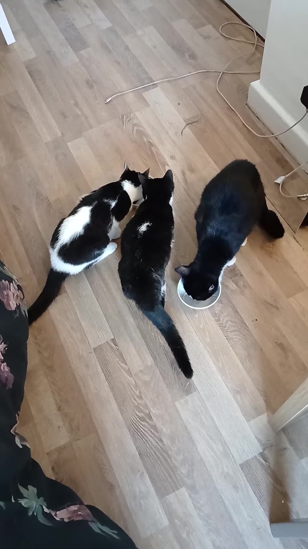 Mixed Breed cats for sale: 18 week old female kittens  - Video 3