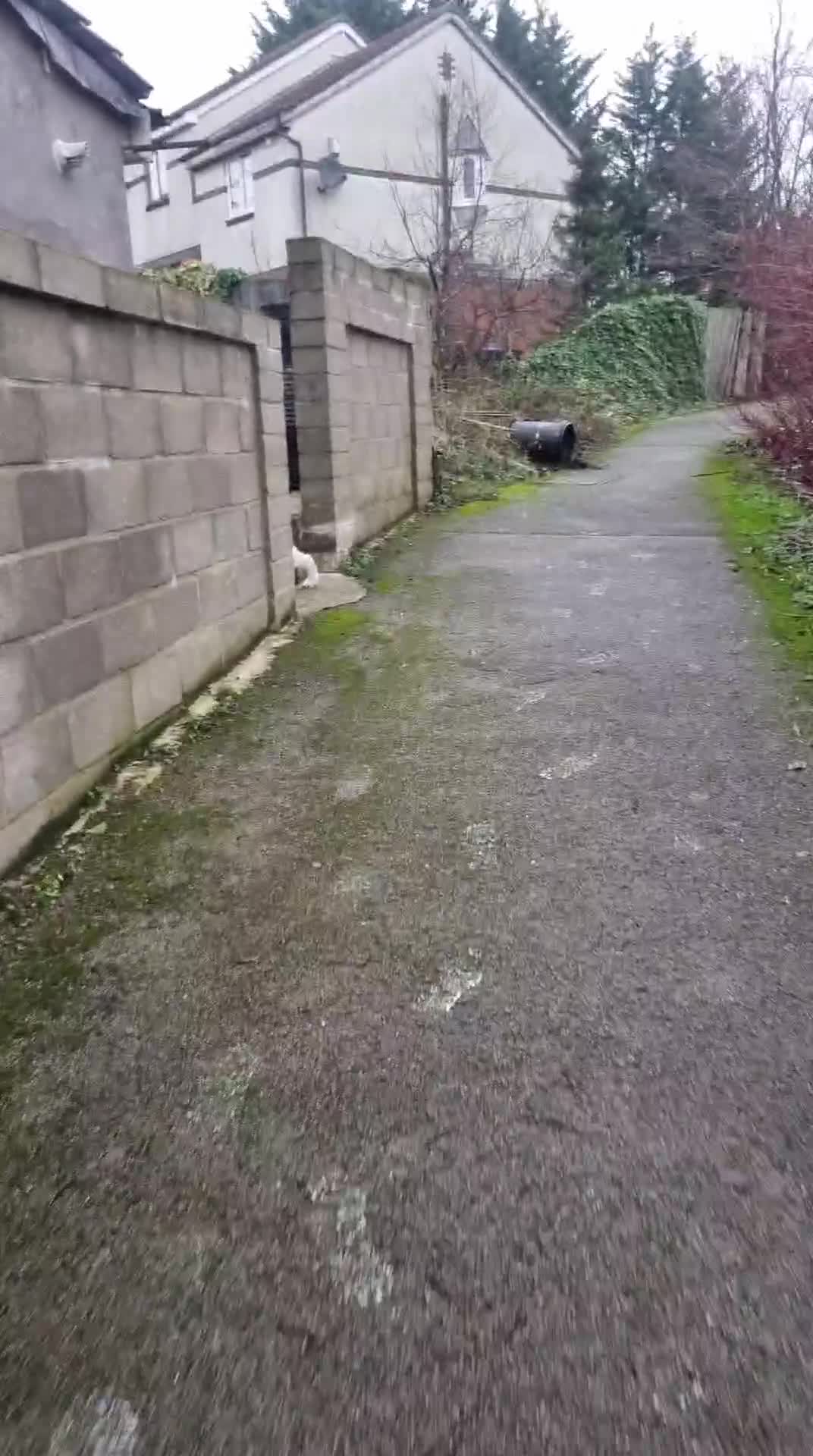 Akita dogs for sale: Male akita name duke  in Bradford - Video 3