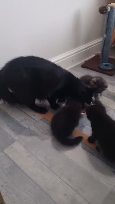 Mixed Breed cats for sale: Kitten looking for new home.  in Dartford - Video 1