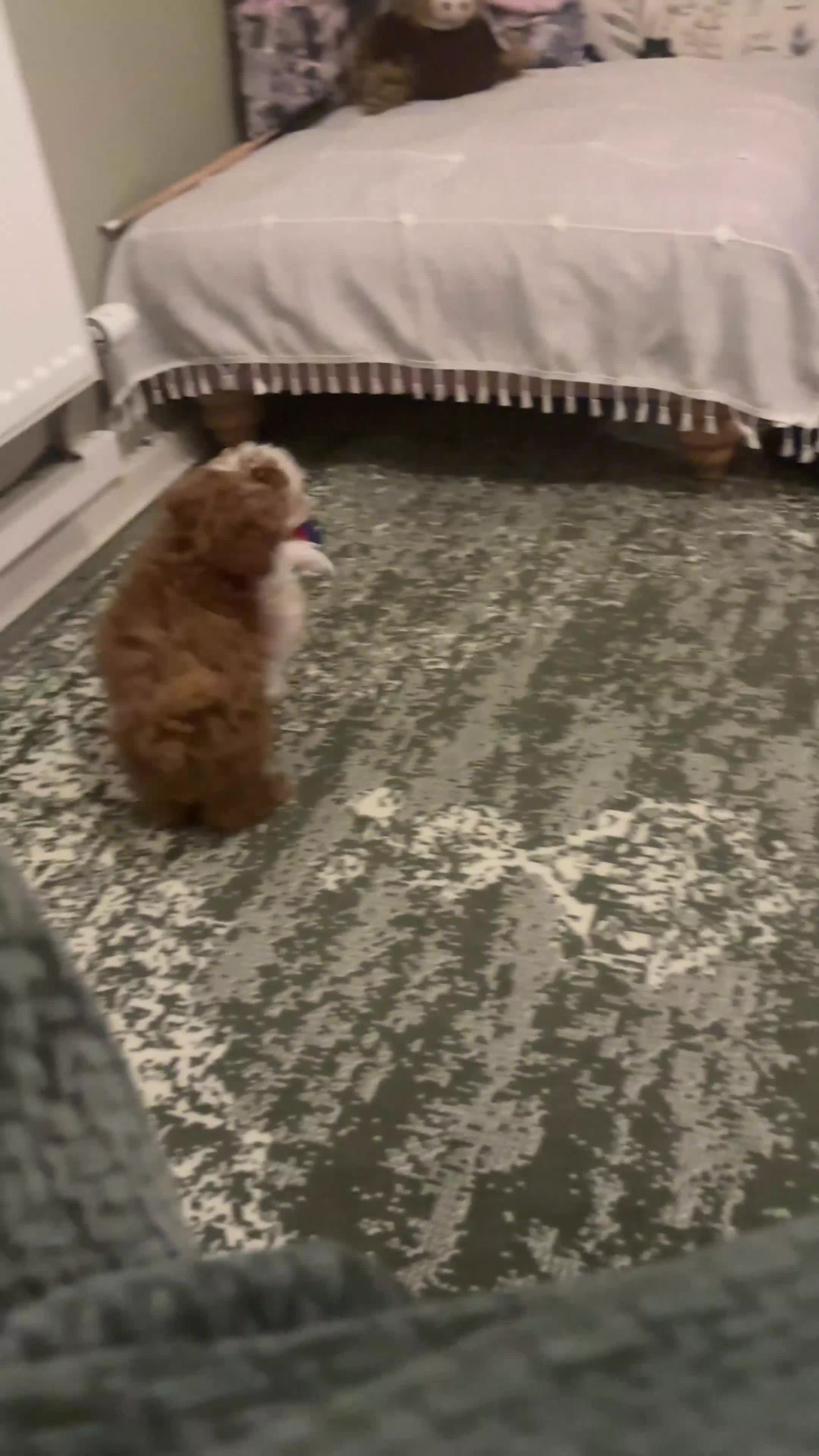 Maltipoo dogs for sale: 2 Maltipoo puppies looking for forever homes - Video 1