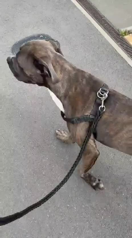 Cane Corso dogs for sale: 11 month old cane corso - Video 1