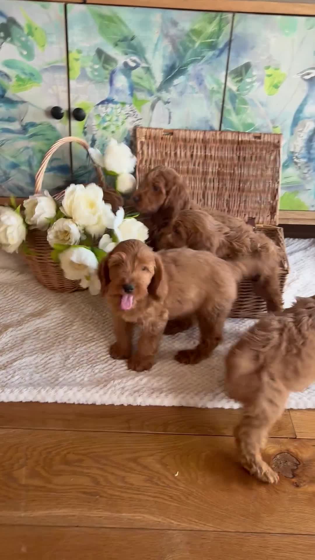 Cockapoo dogs for sale: Cockapoo F1 show type pups, PRIZEWINNING LINES  - Video 1