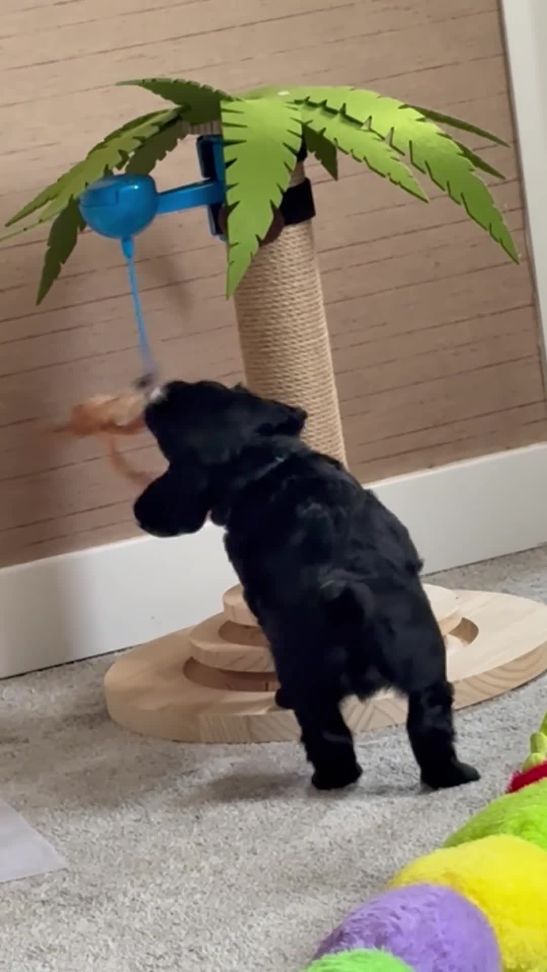 Cocker Spaniel dogs for sale: Kc working cocker spaniel puppies - Video 1