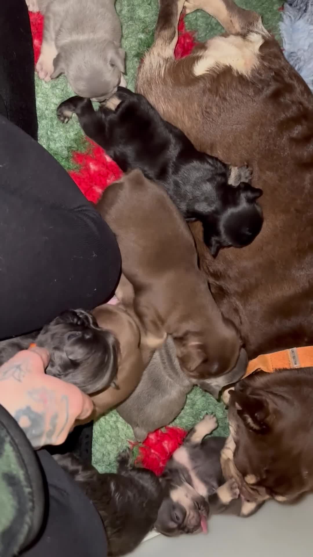 French Bulldog dogs for sale: Fluffy blue frenchie  - Video 2