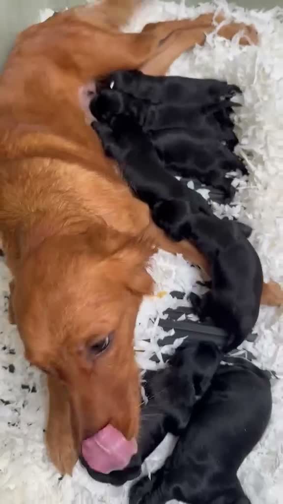 Mixed Breed dogs for sale: UNIQUE LITTER,GOLDEN RETRIEVER X ESS,GORGEOUS PUPS - Video 2