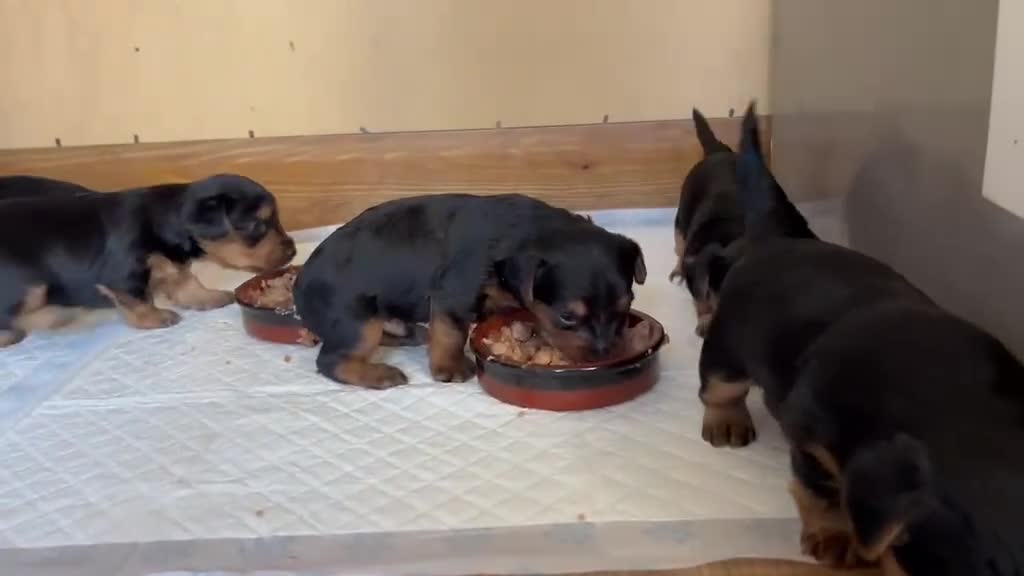 Yorkshire Terrier dogs for sale: Yorkshire terrier puppies  in Dagenham - Video 3